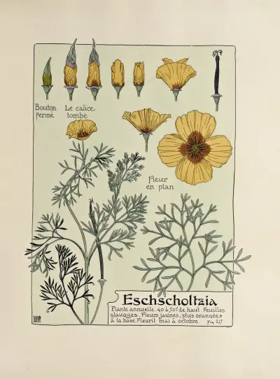Eschscholtzia von Maurice Pillard Verneuil