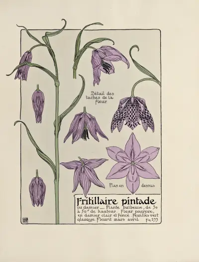 Fritillaire pintade von Maurice Pillard Verneuil