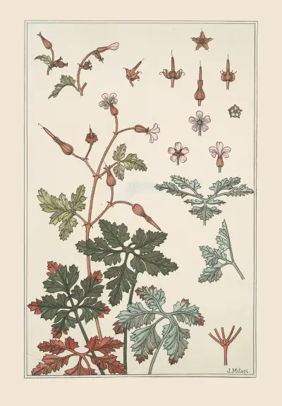 Geranium sauvage von Maurice Pillard Verneuil