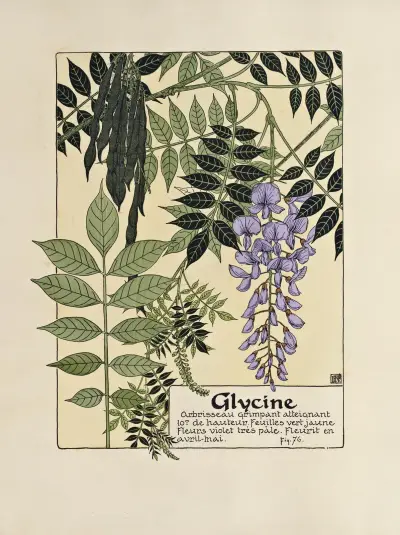 Glycine von Maurice Pillard Verneuil