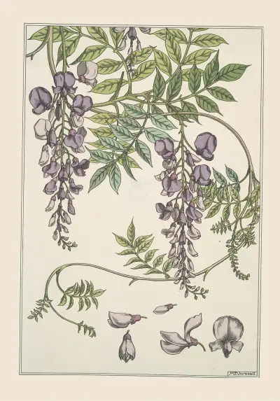 Glycine av Maurice Pillard Verneuil