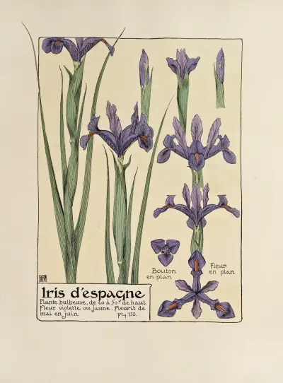 Iris d’espangne von Maurice Pillard Verneuil