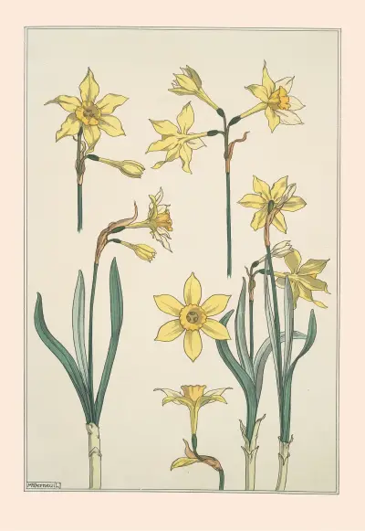 Jonquille von Maurice Pillard Verneuil