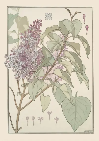 Lilas von Maurice Pillard Verneuil