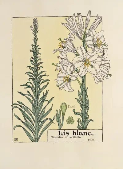 Vit lilja av Maurice Pillard Verneuil