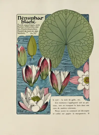 Nenuphar blanc av Maurice Pillard Verneuil