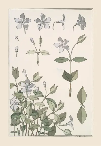 Pervenche von Maurice Pillard Verneuil