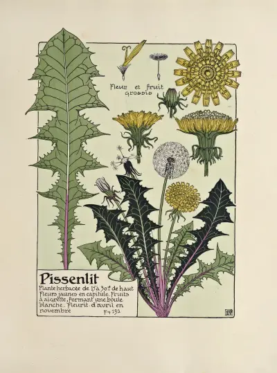 Pissenlit von Maurice Pillard Verneuil