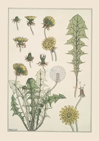 Löwenzahn, 1896 von Maurice Pillard Verneuil