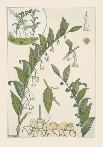 Sceau de Salomon von Maurice Pillard Verneuil