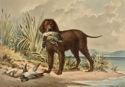 Standing Curly Coated Retriever, Mallard Duck in mouth, three more ducks on ground av Alexander Pope Jr.