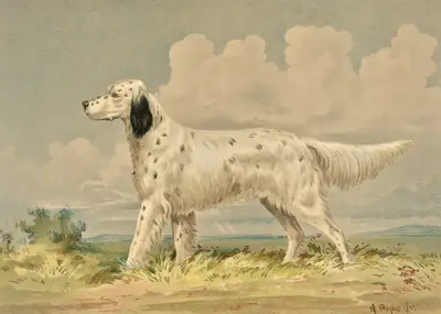 Standing English Setter, facing left av Alexander Pope Jr.
