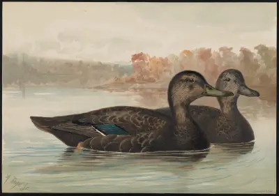 The black duck (Anas obscura) av Alexander Pope Jr.