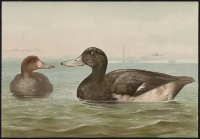 The blue-bill, or scaup duck (Fuligula marila) av Alexander Pope Jr.