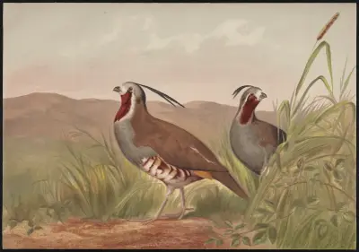 The mountain quail (Oreortyx pictus) av Alexander Pope Jr.