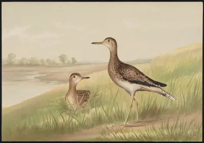 The upland plover (Actiturus Bartramius) av Alexander Pope Jr.