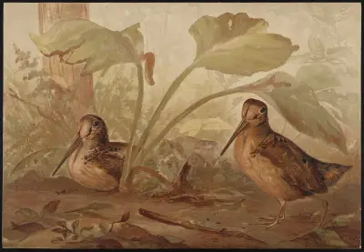 The woodcock (Philohela minor) av Alexander Pope Jr.