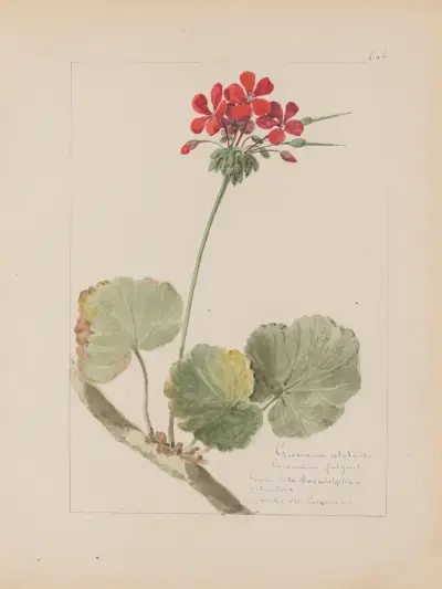 Album de botanique Pl.241 av Constant Amable Prevost-Hersant
