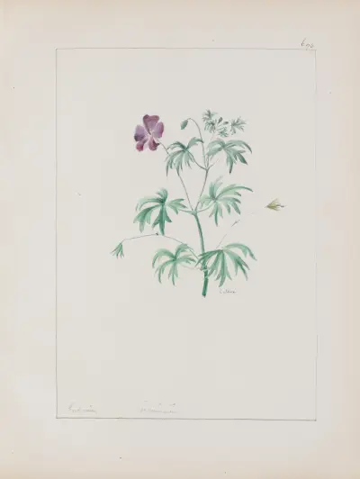 Album de botanique Pl.243 av Constant Amable Prevost-Hersant