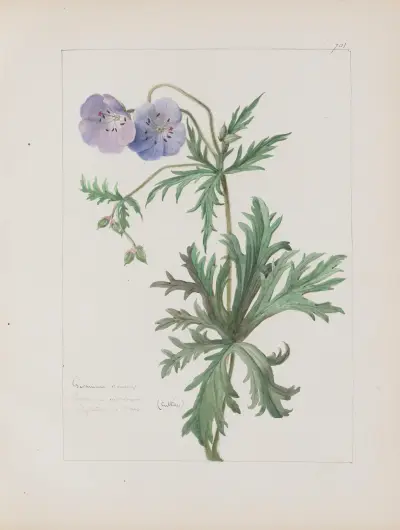 Album de botanique Pl.244 av Constant Amable Prevost-Hersant