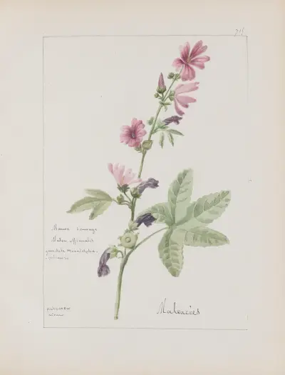 Album de botanique Pl.250 av Constant Amable Prevost-Hersant