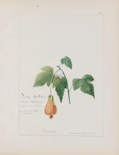Album de botanique Pl.251 av Constant Amable Prevost-Hersant