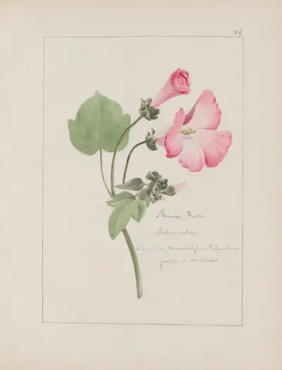 Album de botanique Pl.252 av Constant Amable Prevost-Hersant
