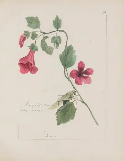 Album de botanique Pl.253 av Constant Amable Prevost-Hersant