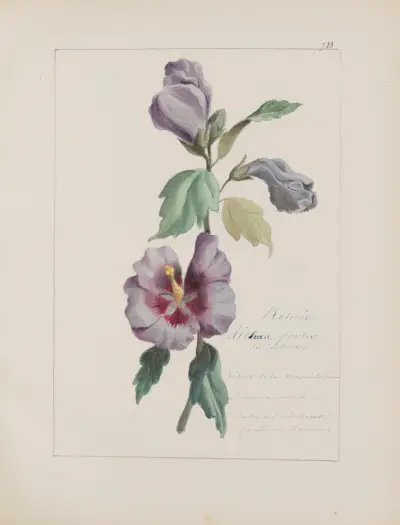Album de botanique Pl.254 av Constant Amable Prevost-Hersant