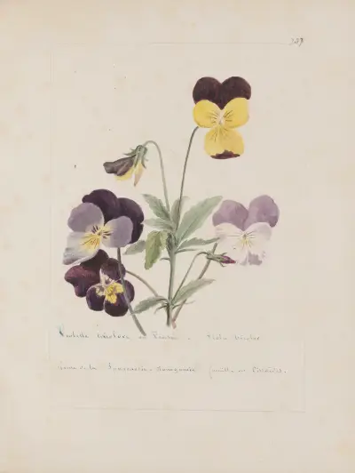 Album de botanique Pl.259 av Constant Amable Prevost-Hersant