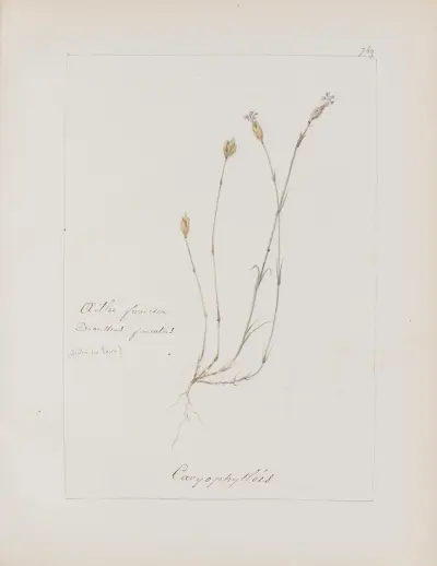 Album de botanique Pl.263 av Constant Amable Prevost-Hersant
