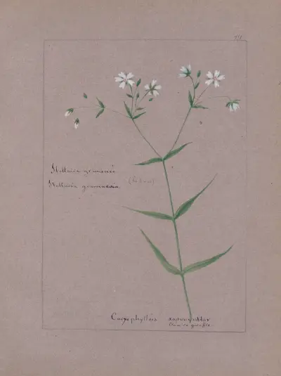 Album de botanique Pl.264 av Constant Amable Prevost-Hersant