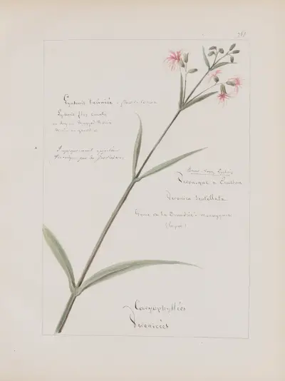 Album de botanique Pl.265 av Constant Amable Prevost-Hersant
