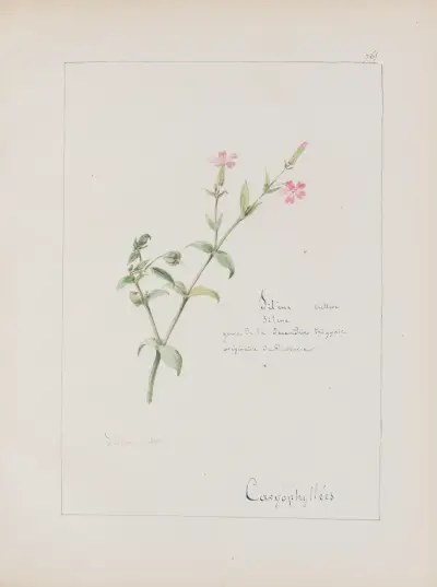Album de botanique Pl.271 av Constant Amable Prevost-Hersant