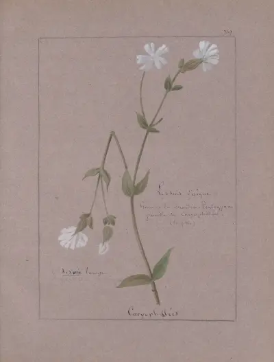 Album de botanique Pl.273 av Constant Amable Prevost-Hersant
