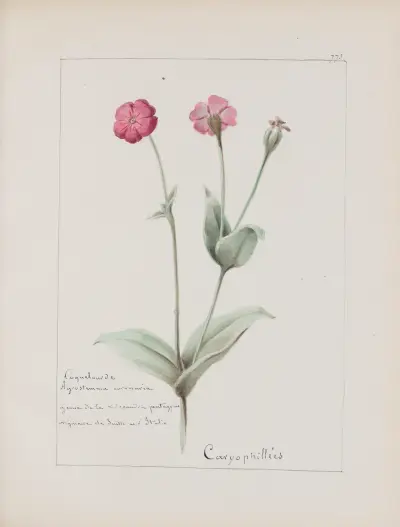 Album de botanique Pl.275 av Constant Amable Prevost-Hersant