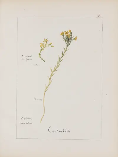 Album de botanique Pl.276 av Constant Amable Prevost-Hersant