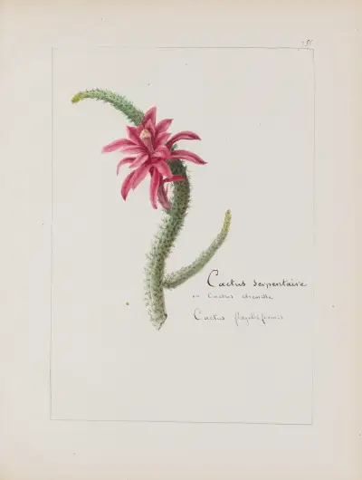 Album de botanique Pl.279 av Constant Amable Prevost-Hersant
