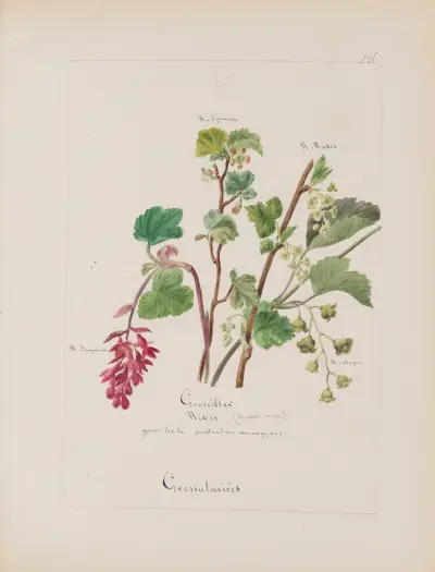 Album de botanique Pl.282 av Constant Amable Prevost-Hersant