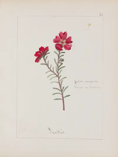 Album de botanique Pl.285 av Constant Amable Prevost-Hersant