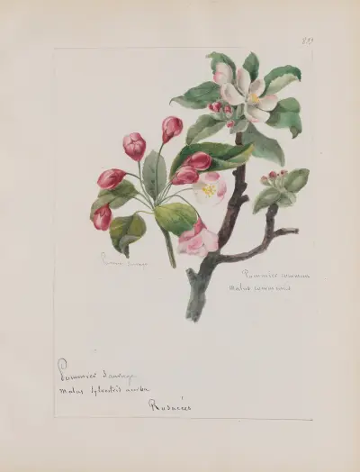 Album de botanique Pl.297 av Constant Amable Prevost-Hersant