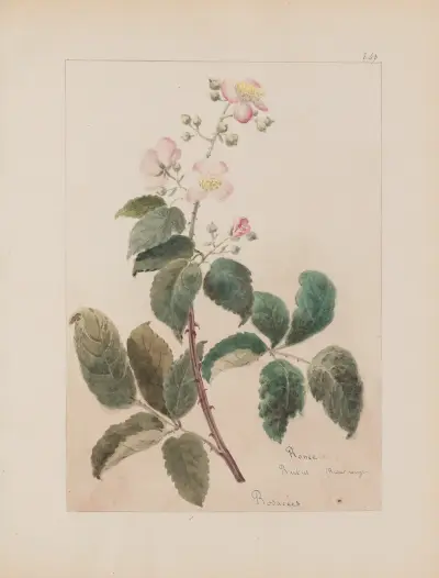 Album de botanique Pl.301 av Constant Amable Prevost-Hersant