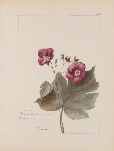 Album de botanique Pl.303 av Constant Amable Prevost-Hersant