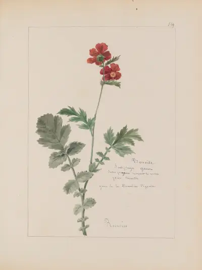 Album de botanique Pl.305 av Constant Amable Prevost-Hersant