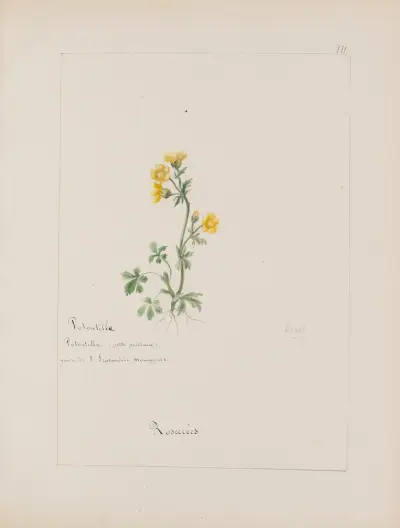Album de botanique Pl.306 av Constant Amable Prevost-Hersant