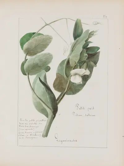 Album de botanique Pl.309 av Constant Amable Prevost-Hersant