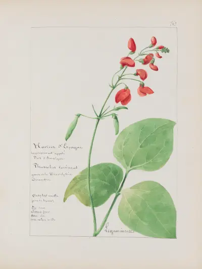 Album de botanique Pl.311 av Constant Amable Prevost-Hersant