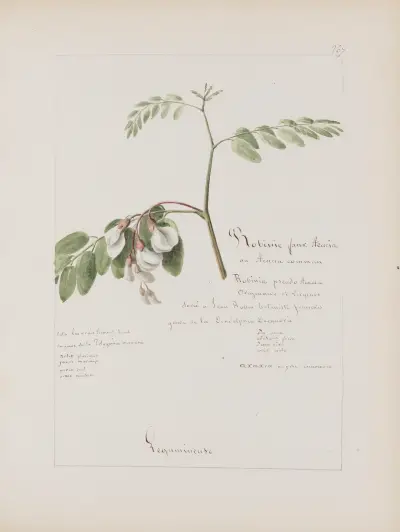 Album de botanique Pl.313 av Constant Amable Prevost-Hersant