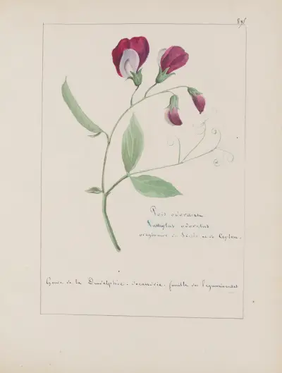 Album de botanique Pl.317 av Constant Amable Prevost-Hersant