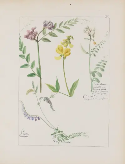 Album de botanique Pl.318 av Constant Amable Prevost-Hersant
